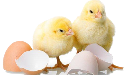 Fertility and Hatchability in Poultry Production.PNG